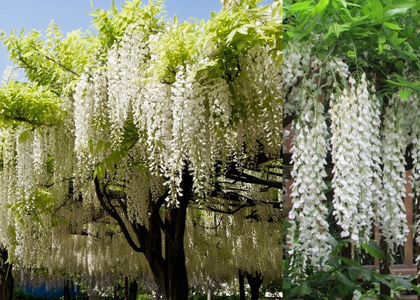 Wisteria brachybotrys Shiro Kapitan Fuji / Fehér virágú lilaakác Wisteria brachybotrys Shiro Kapitan Fuji / Fehér virágú lilaakác