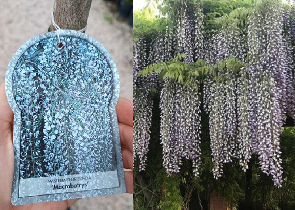 Wisteria floribunda Macrobotrys / Japán lilaakác