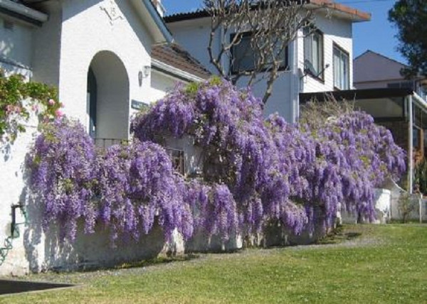 Wisteria sinensis / Kínai lilaakác