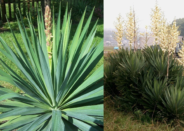 Yucca Gloriosa / Pompás jukka