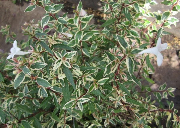 Abelia Confetti / Nagyvirágú, tarka levelű tárnicslonc