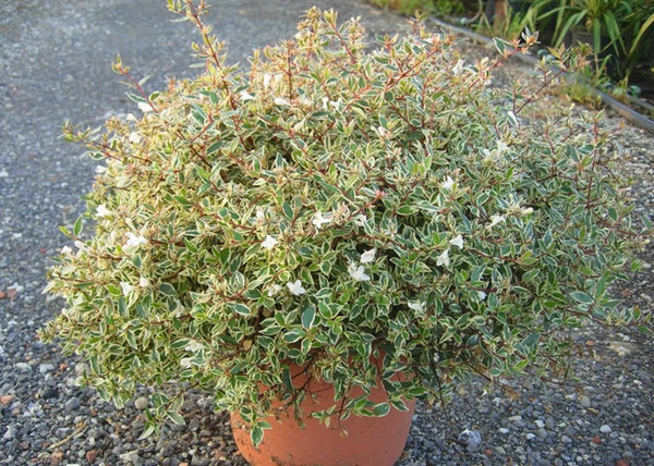 Abelia Confetti / Nagyvirágú, tarka levelű tárnicslonc
