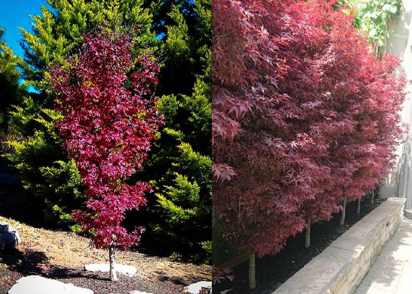 Acer palmatum Twombly's red sentinel / Oszlopos japán juhar Acer palmatum Twombly's red sentinel / Oszlopos japán juhar