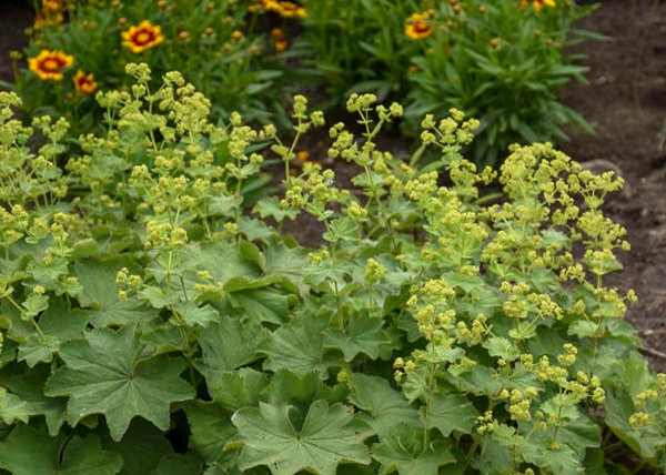 Alchemilla mollis / Lágyszőrű palástfű
