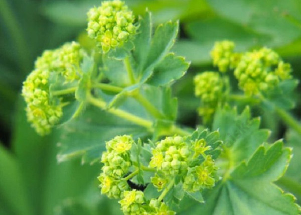 Alchemilla mollis / Lágyszőrű palástfű