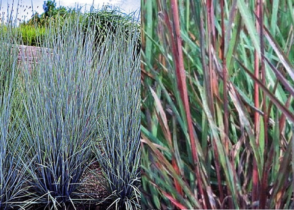 Andropogon scoparius prairie blues / Fenyérfű