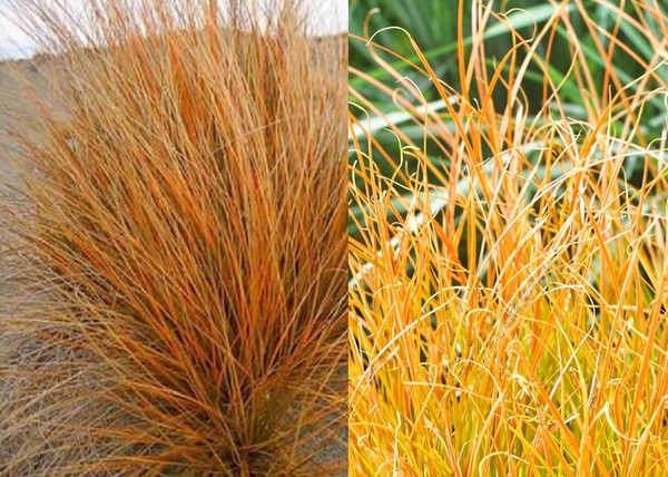 Carex testacea Prairie Fire / Narancsszínű új-zélandi sás