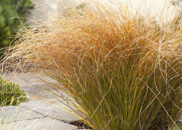 Carex testacea Prairie Fire / Narancsszínű új-zélandi sás