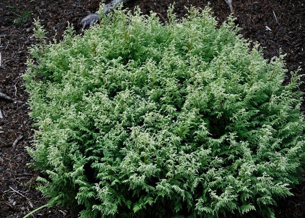 Chamaecyparis pisifera Snow / Fehér szavára hamisciprus