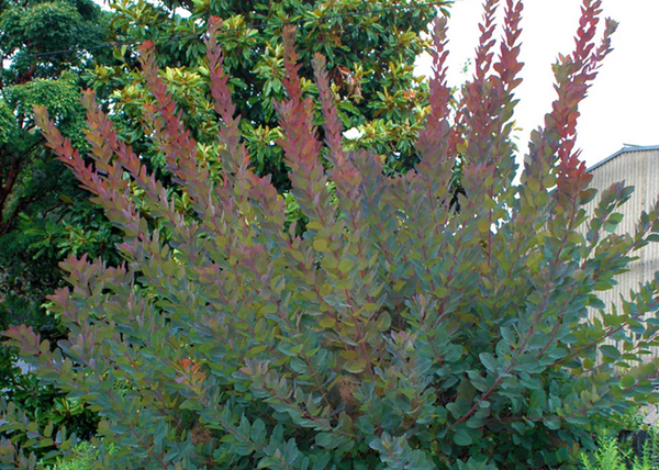 Cotinus coggygria Grace / Cserszömörce