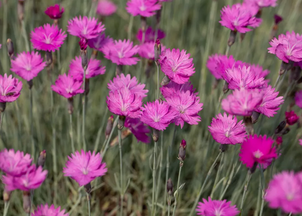 Dianthus gratianopolitanus Feuerhexe / Pünkösdi szegfű