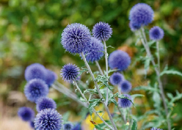 Echinops ritro / Kék szamárkenyér