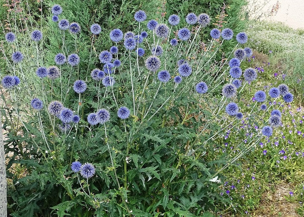 Echinops ritro / Kék szamárkenyér