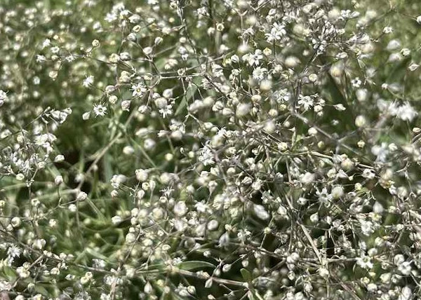 Gypsophila paniculata snowflake / Buglyos fátyolvirág