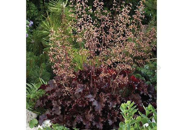 Heuchera americana melting fire / Bíbor levelű tűzeső