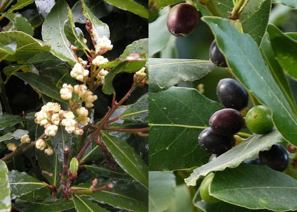 Laurus nobilis / Nemes babér Laurus nobilis / Nemes babér
