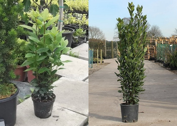 Laurus nobilis / Nemes babér Laurus nobilis / Nemes babér