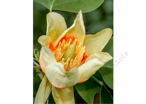 Liriodendron Tulipifera Edward Gursztyn / Gömb Tulipánfa