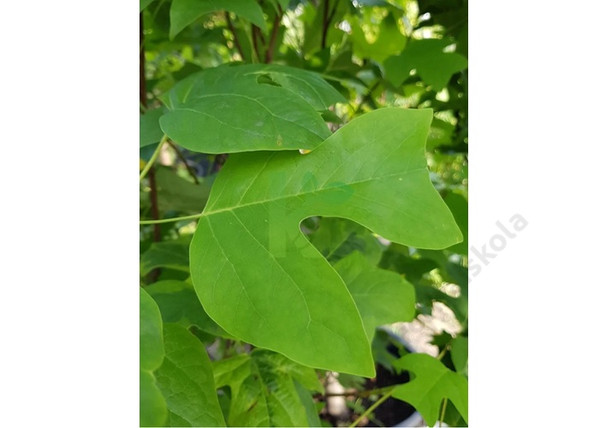 Liriodendron Tulipifera Edward Gursztyn / Gömb Tulipánfa