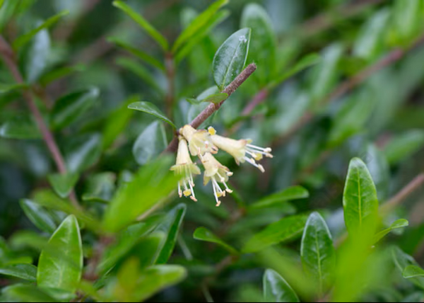 Lonicera pileata / Örökzöld törpelonc