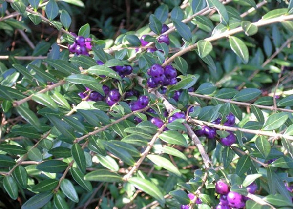 Lonicera pileata / Örökzöld törpelonc