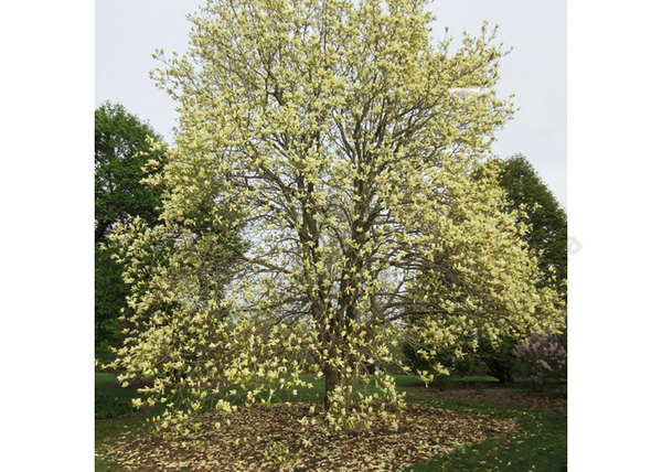 Magnolia Acuminata x Denudata Elizabeth / Sárga virágú liliomfa