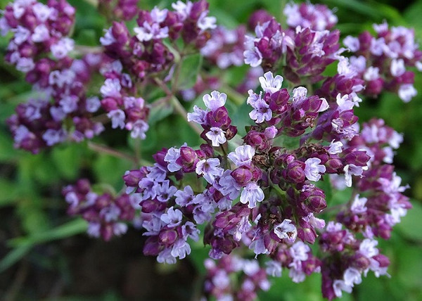Majorana hortensis / Majoranna