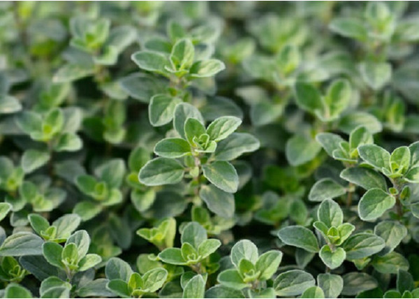 Majorana hortensis / Majoranna