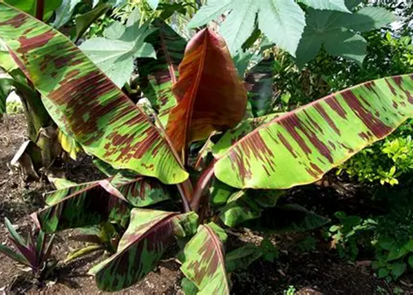 Musa red tiger / Csíkos levelű banán Musa red tiger / Csíkos levelű banán