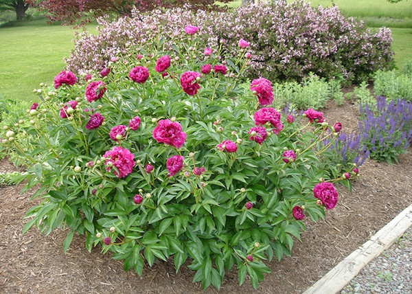 Paeonia lactiflora Karl Rosenfield / Lágyszárú bazsarózsa bordó Paeonia lactiflora Karl Rosenfield / Lágyszárú bazsarózsa bordó