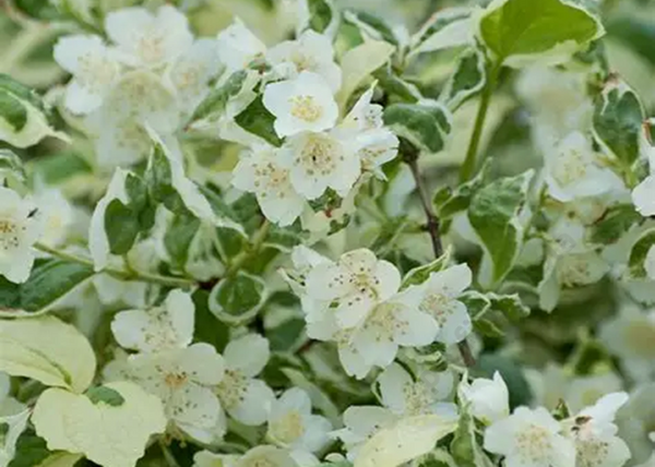 Philadelphus coronarius Variegatus / Tarka levelű illatos jezsámen