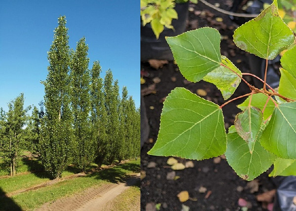 Populus nigra Italica / Oszlopos jegenyenyár Populus nigra Italica / Oszlopos jegenyenyár