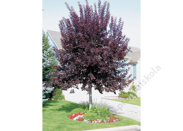 Prunus virginiana Schubert / Vörös levelű májusfa