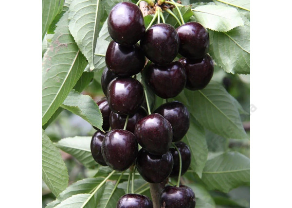 Prunus avium Kordia / Kordia cseresznye