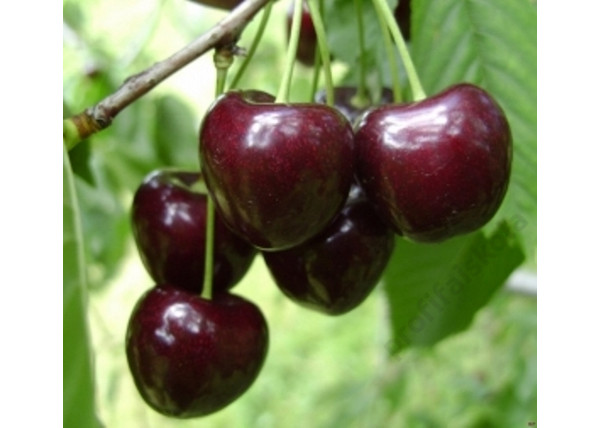 Prunus avium Kordia / Kordia cseresznye