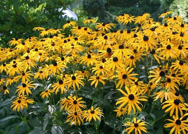 Rudbeckia Fulgida Goldsturm / Pompás Kúpvirág