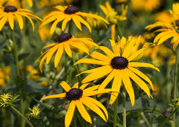 Rudbeckia Fulgida Goldsturm / Pompás Kúpvirág