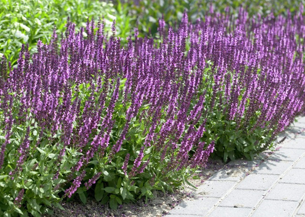 Salvia nemorosa Midnight Purple / Ligeti zsálya lila virágú
