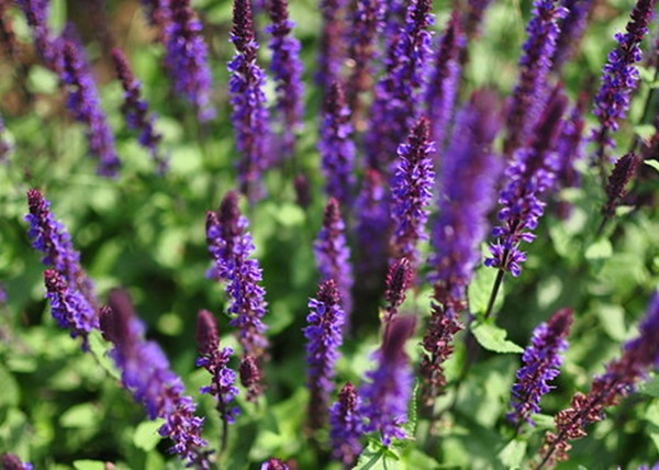 Salvia nemorosa Midnight Purple / Ligeti zsálya lila virágú