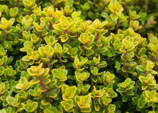 Thymus citriodorus 'Aureus' / Aranytarka citromillatú kakukkfű