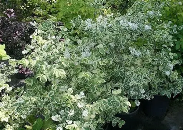 Philadelphus coronarius Variegatus / Tarka levelű illatos jezsámen