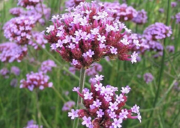 Verbena bonariensis / Ernyős verbéna