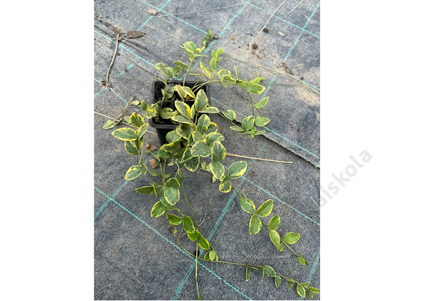 Vinca minor aureovariegata / Kis meténg sárgás szegélyű