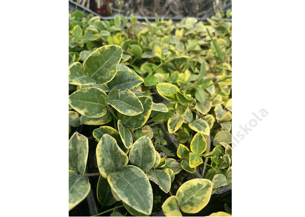 Vinca minor aureovariegata / Kis meténg sárgás szegélyű