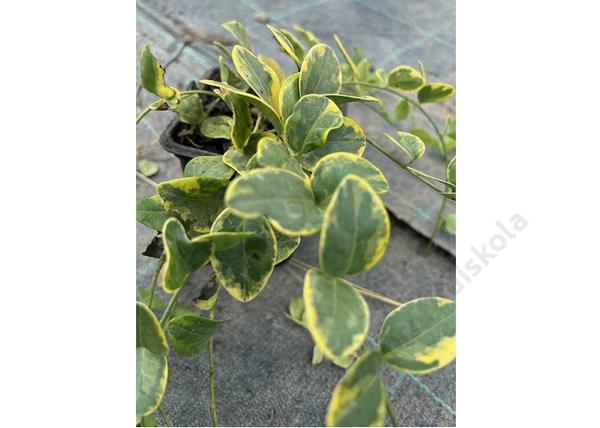 Vinca minor aureovariegata / Kis meténg sárgás szegélyű