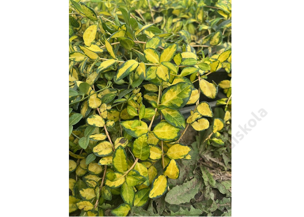 Vinca minor variegated golden / Arany tarka meténg