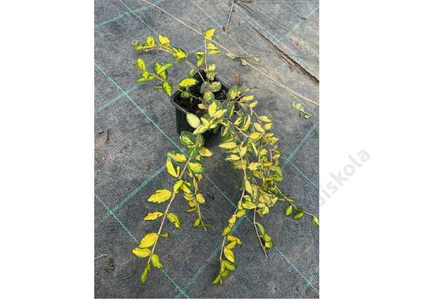 Vinca minor variegated golden / Arany tarka meténg