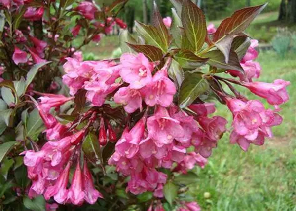 Weigela Florida nana Purpurea / Alacsony, bordó levelű rózsalonc