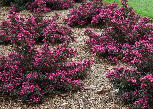 Weigela Florida nana Purpurea / Alacsony, bordó levelű rózsalonc