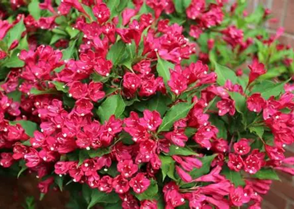 Weigela Red Prince / Rózsalonc piros virágú